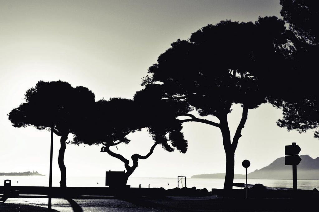 Llenaire Trees | Photo Art